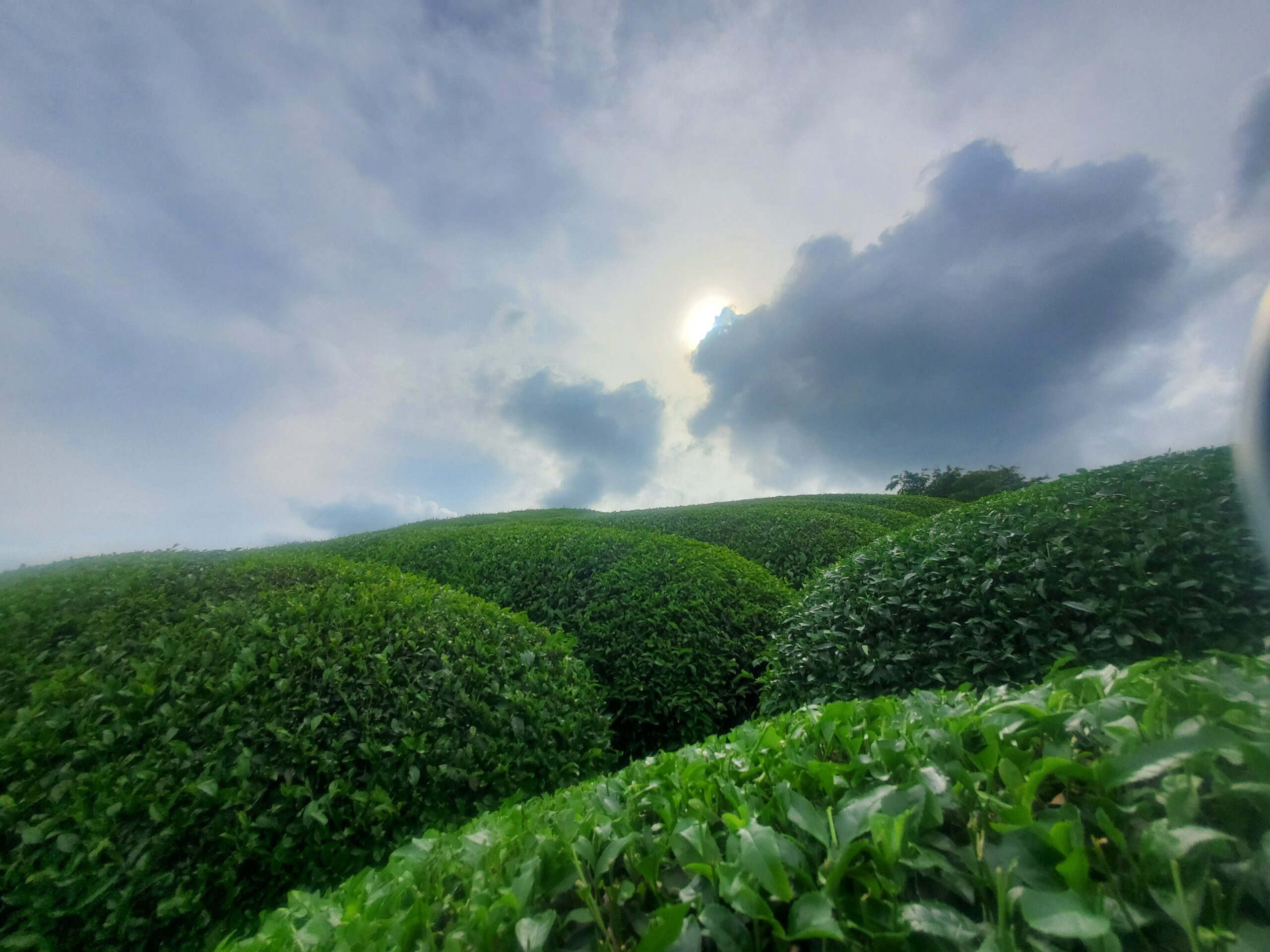 Life interning in Rural Japan on a tea farm!